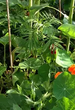 Gewürztagetes.jpg