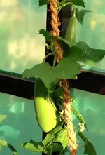 Luffa44.webp