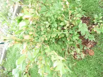 P1200484.webp