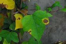 Efeu1.webp