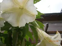 P7080633.webp