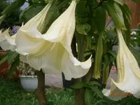 P7080634.webp