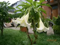 P7080635.webp