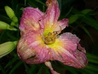 k-DSCI3519.webp