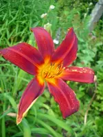 k-DSCI3526.webp