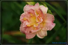 Signature Ruffles.webp