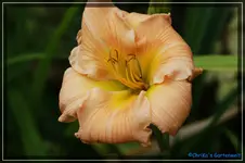 Singular Sensation.webp