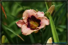 Orchid Candy.webp