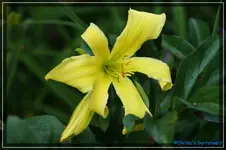 German Fantasia.webp