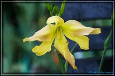 Jeanne Cathrine Steiner.webp