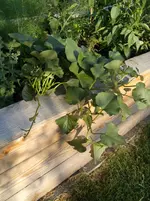 2015-07-08 Süßkartoffel im HB1_2.webp