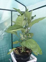 2015-07-08 Aubergine Folienhaus1.webp