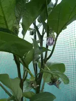 2015-07-08 Aubergine Folienhaus2.webp