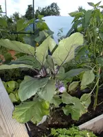 2015-07-08Aubergine HB1.webp