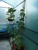 2015-07-08 Luffa Folienhaus.webp