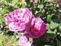 Bilda098.webp