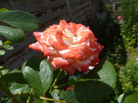 P1460430.webp