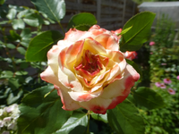 P1460431.webp
