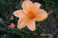 100_3366.webp
