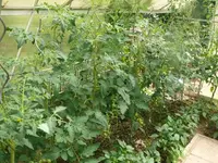 k-P1090674.webp