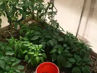 k-P1090677.webp