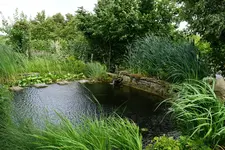 Teich.webp