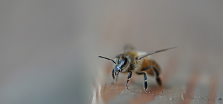 Biene am Stock (4).webp
