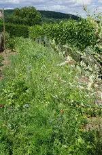 Blumenwiese.webp