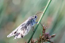 Schachbrett Falter (1).webp