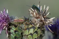 Wanze und Rosenkäfer (2).webp
