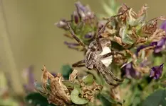 Spinne mit Ei.webp