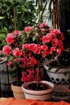 Azalee_rosa_weiss_Bougainvillea_pink_voll erblüht_700.JPG