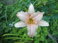 CIMG7407.webp