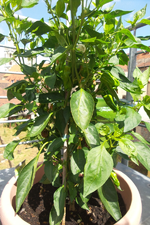 pinmentos de padron01.webp