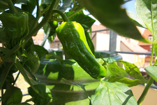 pinmentos de padron02.jpg