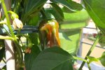 pinmentos de padron03.jpg