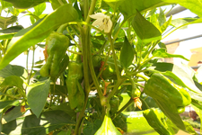 pinmentos de padron04.webp