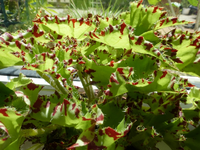 P1460470.webp