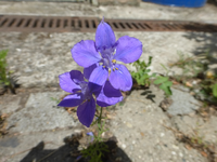 P1460426.webp