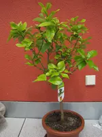 IMG_9455.webp