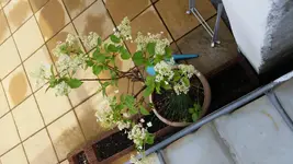 20150709_134852.webp