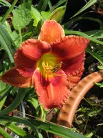 barnimer rot orange _600x800.webp
