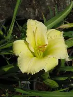 yamasitha_600x800.webp