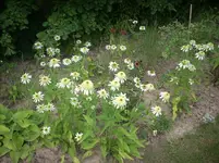 Echinacea_Coconut Lime.webp
