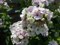 P1460435.webp