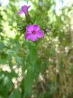 P1460421.webp