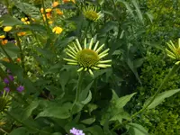 DSCN2821.webp