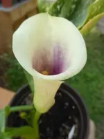 P1460351.webp