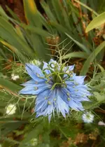 marmande_1.webp