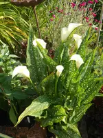 DSCN2779.webp